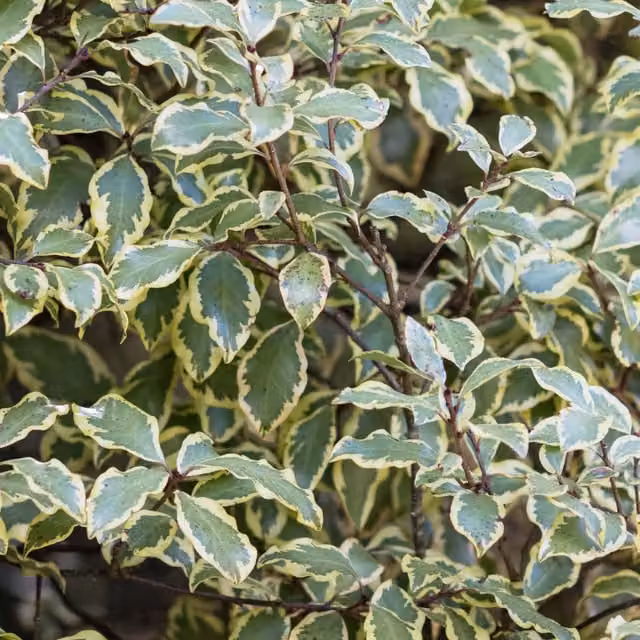 The Rose Press Garden Pittosporum Variegatum Variegated Evergreen Ornamental Shrub in Silver Green and Cream