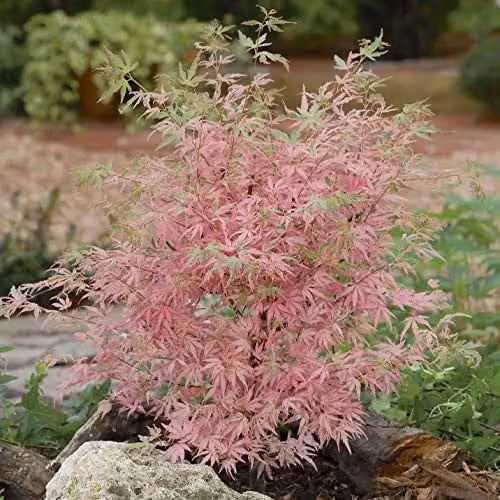 YouGarden Acer Palmatum Tree Taylor Pink Japanese Maple in a 3L Pot