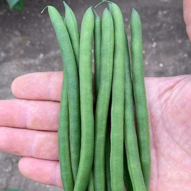 Unwins Dwarf French Bean Seeds Quartz Green