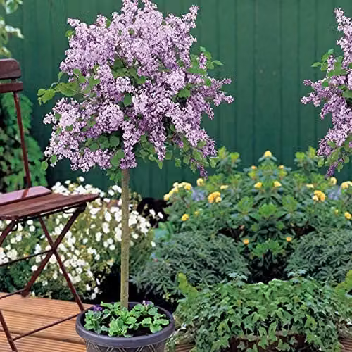 Thompson & Morgan Syringa meyeri Palibin Lilac Dwarf Standard Scented Purple Flowering Tree, 2 x 2L Potted Plants – 1