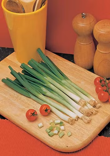Johnsons Ishikura Long White Spring Onion Seeds – 3