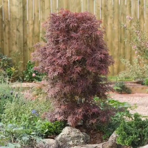 Thompson and Morgan Acer palmatum Shaina Japanese Maple with Red Foliage, 3 x 3 Litre Pots, Height: 60 cm – 1