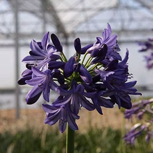 Thompson and Morgan Agapanthus Northern Star Blue African Lily Hardy Perennial Potted Plant, 1 x 3 Litre Pot