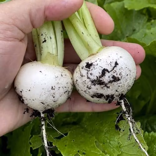 Thompson & Morgan Turnip Silky Sweet F1 White Vegetable Seeds, 100 Seeds – 3