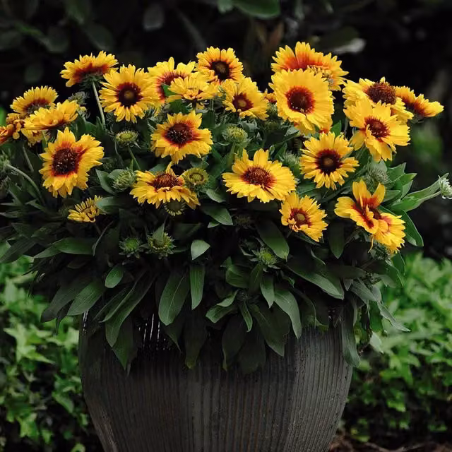 Thompson & Morgan Gaillardia Arizona Sun Mixed Red and Yellow Perennial Garden Ready Plants, 15 Pack