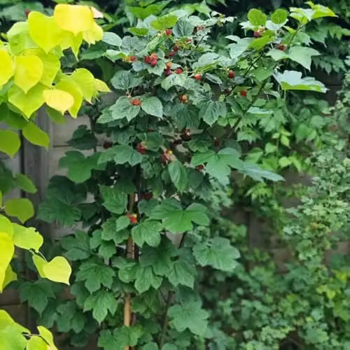 Thompson & Morgan Rubus Raspberry Tree Potted Fruit Shrub, 5 Litre Pot – 2
