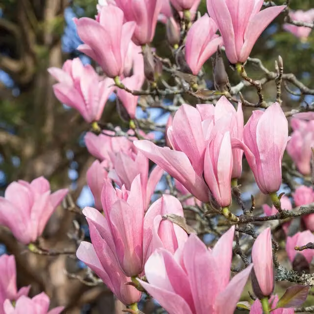 Marshalls Garden Magnolia Plant Collection - Heaven Scent, Royal Star and Leonard Messel in Pink and White, 9cm Pot