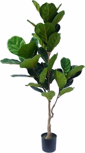 Botanik Leaf Design Artificial Fiddle Fig Tree in Black Plastic Pot, Green, Height: 150 cm
