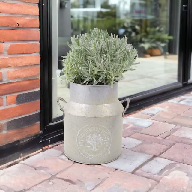 Plants by Post Lavender Lavandula in a Rustic Metal Milk Churn Planter, Purple and Green