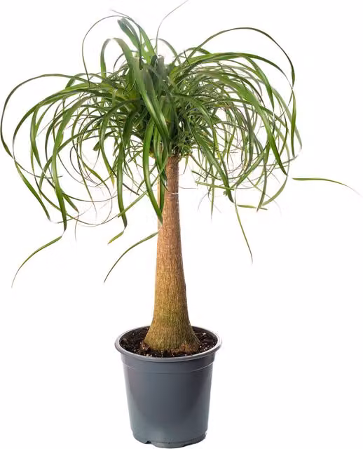 GardenersDream Beaucarnea Nolina Tall Exotic Green Indoor House Plant, Height: 70 - 80 cm