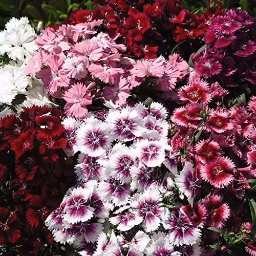 Thompson and Morgan Dianthus IQ Cottage Garden Hardy Perennial Bedding Plants, 30 Garden Ready Plants – 5