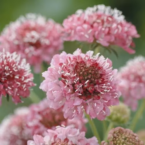Thompson and Morgan Scabious Salmon Queen Pink Flower Seeds