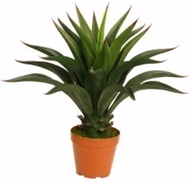 Leaf Design UK Deluxe Artificial Yukka Tropical House Plant in Green and Black, Height: 60 cm