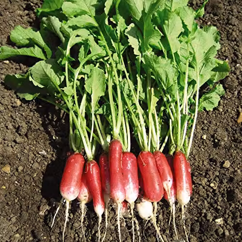 Thompson & Morgan Flamboyant 3 Radish Seeds, Red and White Hardy Annual Vegetable Seeds, 1 Packet – 2