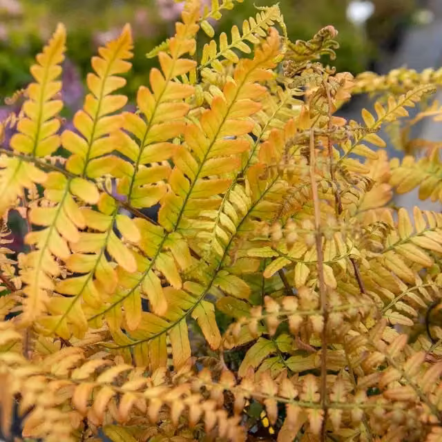 Marshalls Garden Japanese Shield Fern Dryopteris erythrosora, Hardy Shade-Loving Perennial Outdoor Plant, Green and Pink, 9cm Pot