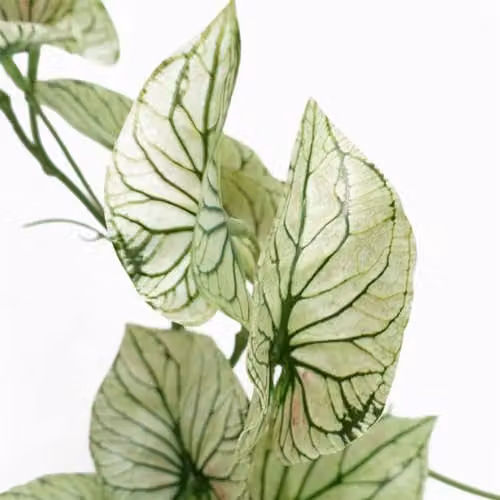 Botanik Realistic Variegated Potted Alocasia Artificial Trailing Plant in Green and White – 3