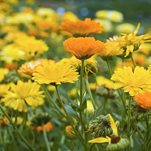 Thompson and Morgan Fiesta Gitana Mixed Calendula Seeds, Multicolour Hardy Annual Flower Seeds, Approx. 160 Seeds – 2