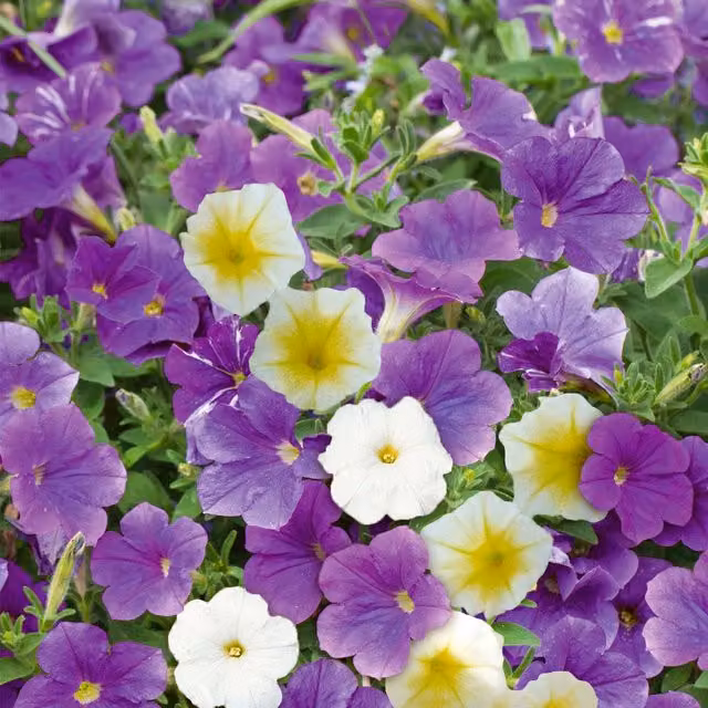Unwins Petunia Summer Sky Mix Ornamental Flower Seeds in Blue, White, Green and Multicolour