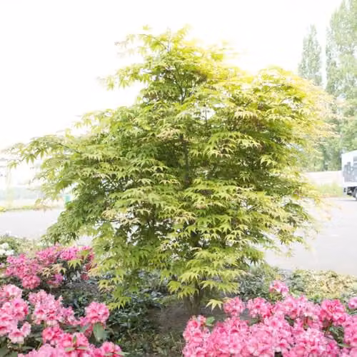 Thompson & Morgan Japanese Maple Osakazuki Acer Palmatum Ornamental Tree with Autumn Colours, 2 x 7cm Potted Plants