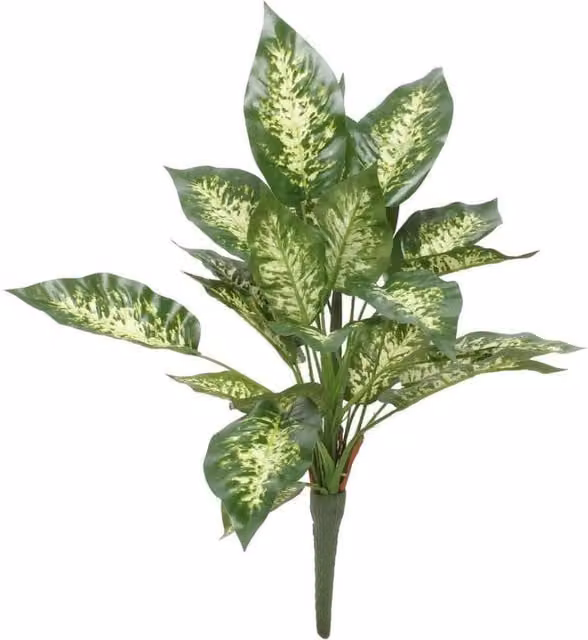 KDMD Diffenbachia Exotica Green Bush