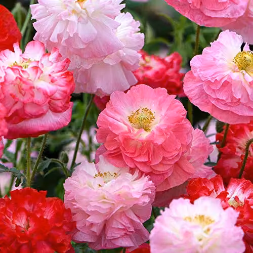 Thompson and Morgan Papaver rhoeas Supreme Field Poppy Flower Seeds, Pink, Orange and White – 1