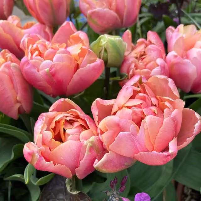 Plants By Post Tulip Pink Star Bulbs, Pack of 15