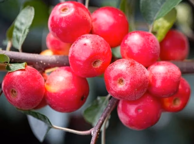 Direct Plants Malus Gorgeous Crab Apple Fruit Tree, 182.88 cm Tall, Supplied in a 12 Litre Pot, Green and Red
