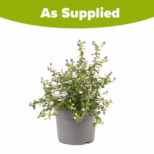 YouGarden Californian Lilac Ceanothus Thyrsiflorus Var. Repens Blue Ornamental Shrub in 2L Pot – 2