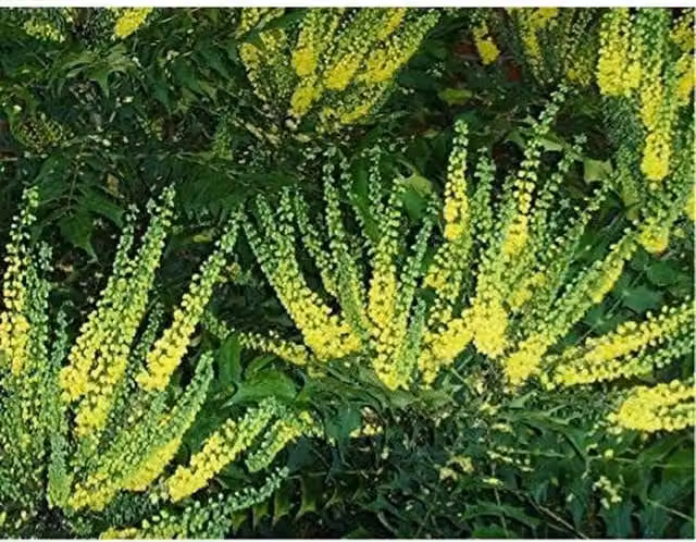 Direct Plants Mahonia Winter Sun Evergreen Ornamental Shrub, Green and Yellow, Height: 35 cm