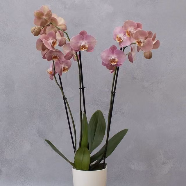 Primrose Phalaenopsis Honey Peach Moth Orchid in Pink, Height: 65 cm, Pot Size: 12 cm