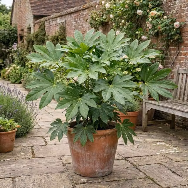 Plants By Post Fatsia Japonica Ornamental Architectural Shrub, Emerald Green, 7.5L Pot