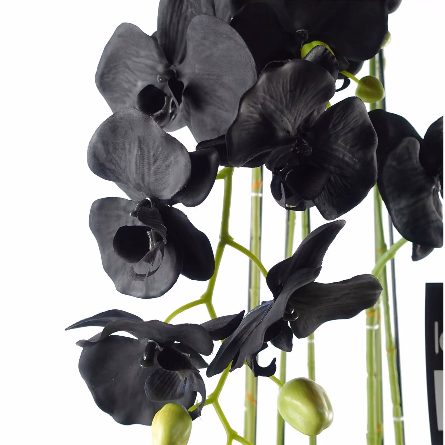 Botanik Realistic Artificial Black Orchid Plant with Green Leaves, Potted, Height: 110 cm – 2