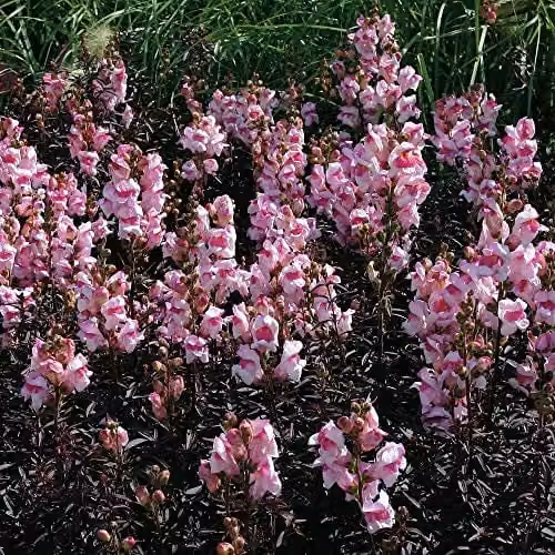Thompson and Morgan Antirrhinum Bronze Dragon Flower Seeds, 100 Seeds per Packet