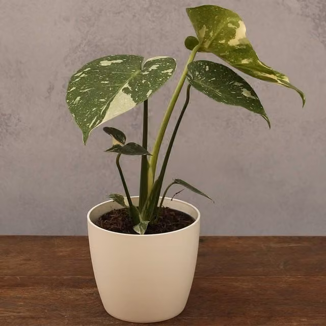 Primrose Plant Theory Monstera Thai Constellation Variegated Swiss Cheese Plant in a 12cm Green Pot