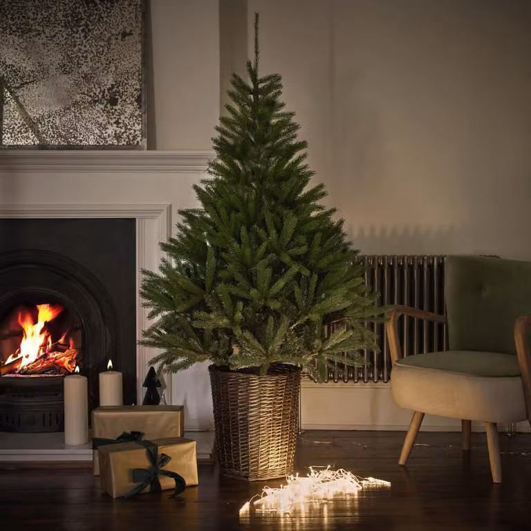 Atkin & Thyme Glenside Green Fir Christmas Tree in a Rustic Rattan Basket, Height: 182.88 cm
