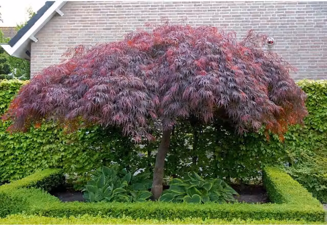 Direct Plants Acer Palmatum Dissectum Garnet Ornamental Tree, Purple, Red and Orange, 7.5 l Pot
