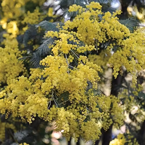 Thompson and Morgan Acacia Mimosa Dealbata Hardy Perennial Garden Plant, 3 x 9cm Pots, Yellow – 5