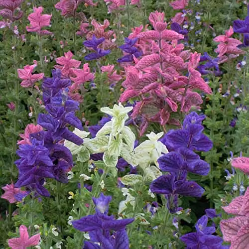Thompson and Morgan Salvia Claryssa Mixed Salvia horminum Seeds, Multicolour Annual Flower Seeds (Approx. 150 Seeds)