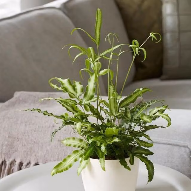 Primrose Pteris Nipponica White Striped Cretan Brake Pteris Cretica Albolineata Indoor Plant in a 12cm Green Pot