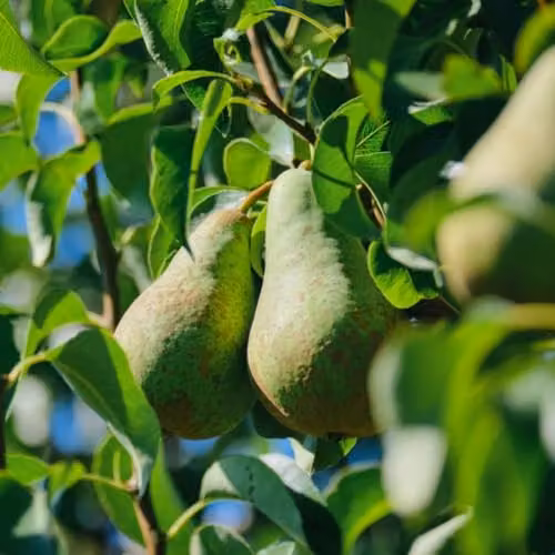 Thompson & Morgan Conference Pear Fruit Tree, 4 Litre Potted Plant – 4