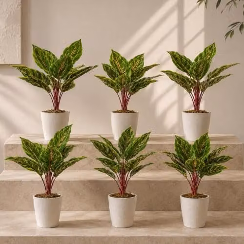 Leaf UK Pack of 6 Green Artificial Potted Calathea Veitchiane Plants, H 38 cm x W 11 cm x D 30 cm