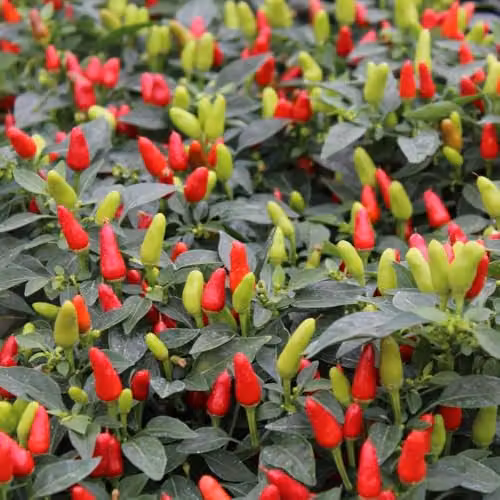 Thompson & Morgan Chilli Pepper Fields of Fire Seeds, Compact Bushy Capsicum Annuum, 8 Seeds per Packet
