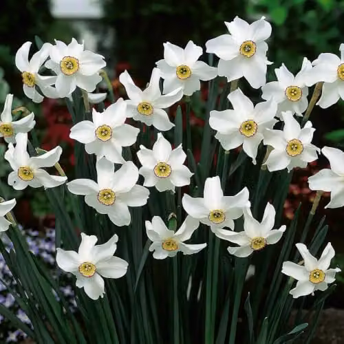 YouGarden Narcissus Pheasant's Eye Bulbs, 24 Bulbs, White, Red and Yellow – 1