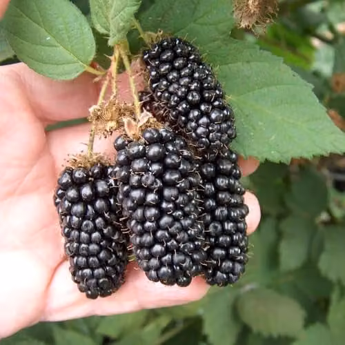 Thompson and Morgan Karaka Blackberries, 1 x 2 Litre Pot