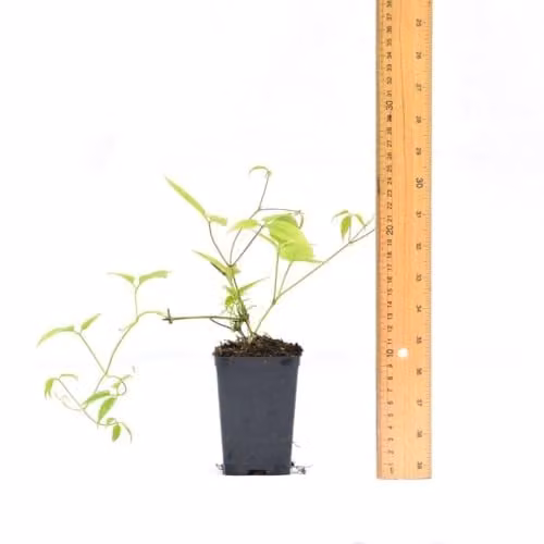 Thompson & Morgan Clematis Winter Beauty Evergreen Hardy Climbing Shrub with White Flowers, 2 x 7cm Pots with Plastic Flowerpot, Saucer and Frame – 2