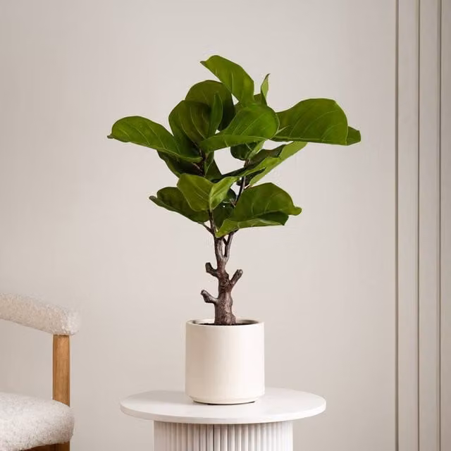 Scottish Everlastings Ltd Real Touch Fiddleleaf Fig Tree in a Chunky White Pot, Green, Height: 75 cm – 1