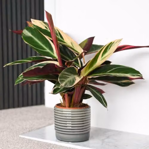 Thompson and Morgan Stromanthe sanguinea Triostar Indoor Plant with Variegated Green and Pink Foliage, 2 x 14cm Pots