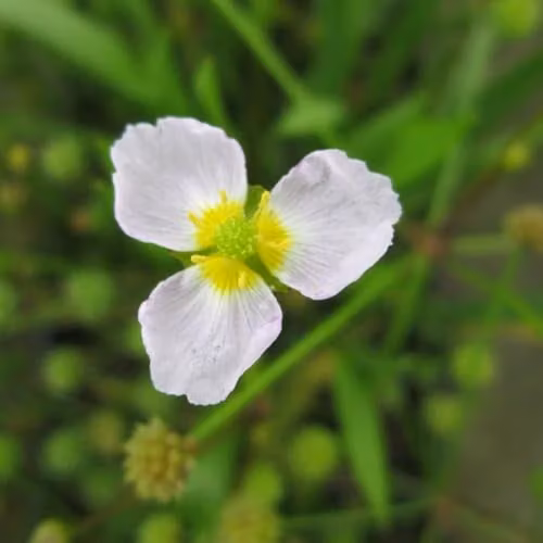Thompson & Morgan Baldellia ranunculoides Lesser Water Plantain Aquatic Plant with Pink and White Flowers, 2 x 9cm Pots