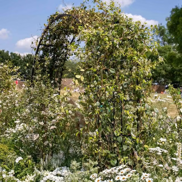 Marshalls Garden Star Jasmine Trachelospermum jasminoides White Climbing Ornamental Plant