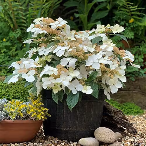 Thompson and Morgan Hydrangea Cloud Nine Hardy Ornamental Shrub with Green and White Blooms, 9cm Pot – 3